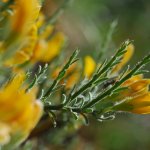 Genista pulchella subsp. aquilana | Foto D. Tinti